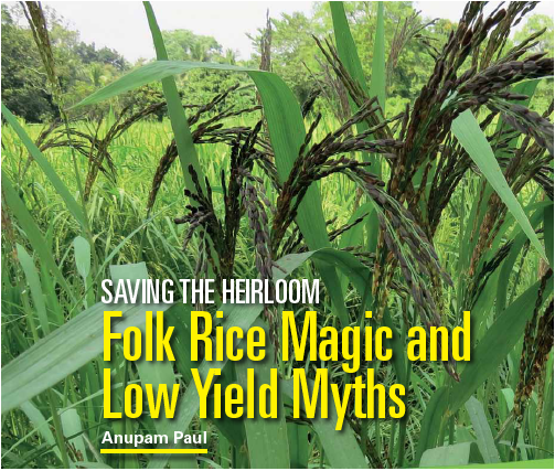 Many folk rice varieties are suitable for marginal land. Cultivation is lower in cost than modern varieties and needs minimum organic input.